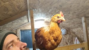 обзор зимнего курятника