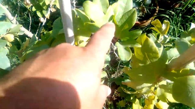 Top 10 climber vine bail смотреть онлайн