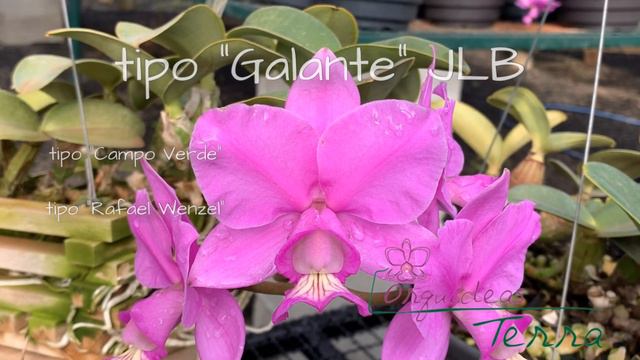 Cattleya nobilior - FLORAÇÃO 2020 (parte 1) смотреть онлайн