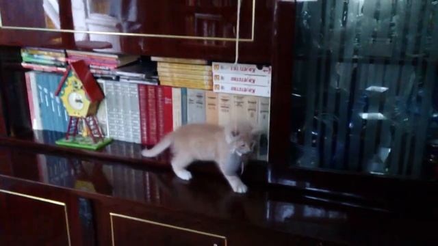 То ли птичка, то ли мышь смотреть онлайн