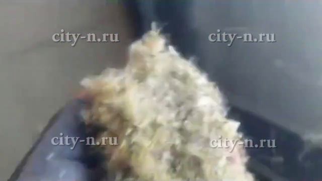 Полчища насекомых заполонили Новокузнецк смотреть онлайн