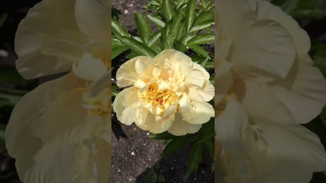 Peony Sunny girl пион смотреть онлайн