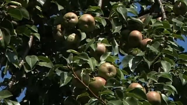 Валерий Панов: О сортах груши смотреть онлайн