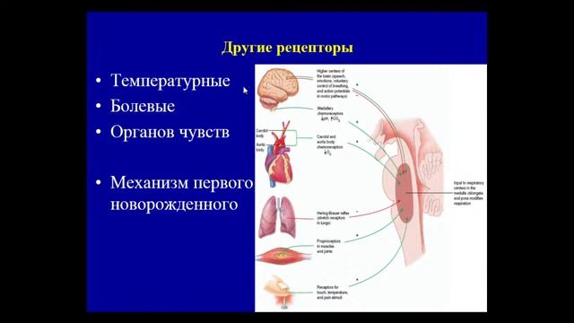 9:50 РЕГУЛЯЦИЯ ДЫХАНИЯ смотреть онлайн