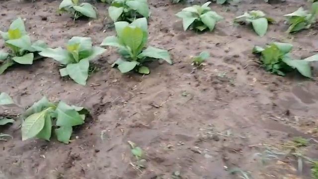 Последствие сильного дождя смотреть онлайн