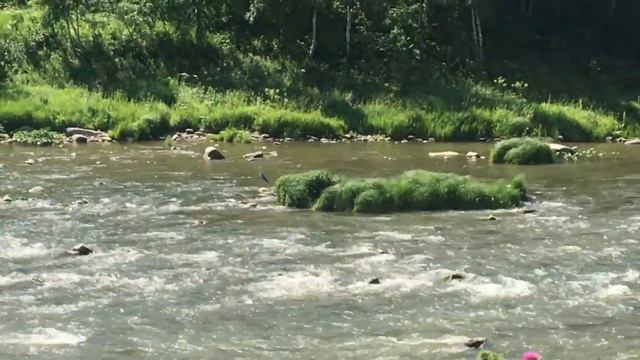 Река Песчаная Любоград Алтай смотреть онлайн