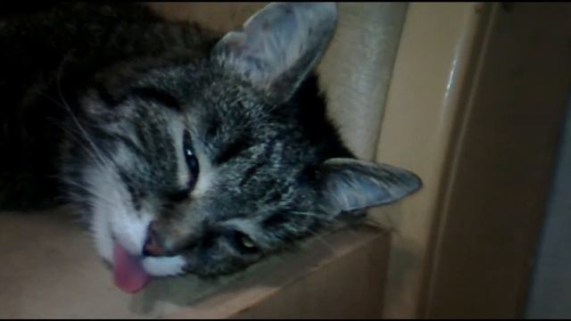 Челендж. Что можно сделать с дохлым котом? Узнай варианты. смотреть онлайн