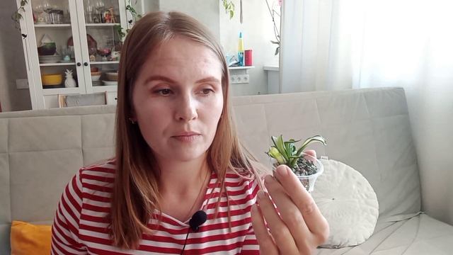 Сансевиерия/любимые сорта и виды сансевиерий/ Обзор моей коллекции в 2022 году