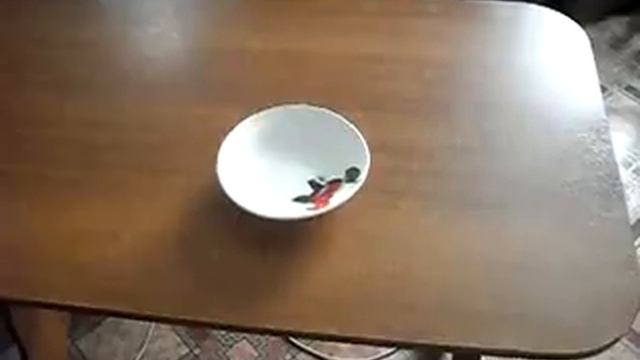 Тарелка туриста