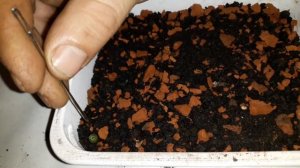 Первая пикировка. Пересаживаю сеянцы кактусов.