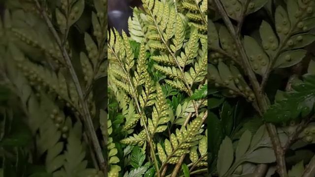 "Why would you send a flower arrangement with bug eggs on them??!!" But.. these aren't bug eggs. смотреть онлайн