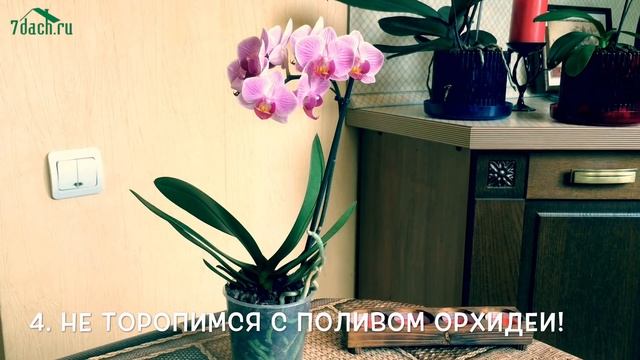 Орхидея: первые действия после покупки - 7 дач смотреть онлайн