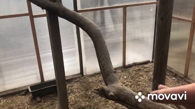 Обзор нашего курятника. Курятник очень тёплый и много функциональный? смотреть онлайн