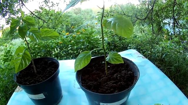 Удобрения и подкормки для сверх острых сортов перца смотреть онлайн