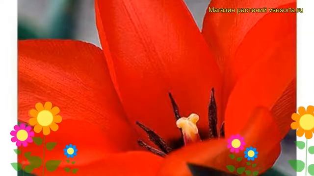 Тюльпан грега Ориентал бьюти. Краткий обзор, описание характеристик Oriental Beauty смотреть онлайн