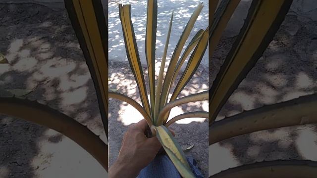 Geneticas del agave смотреть онлайн