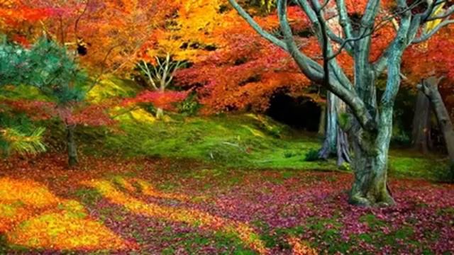 Relaxing Piano Music , Stress Relief Music ,Sleep Music, Meditation Music 2 смотреть онлайн