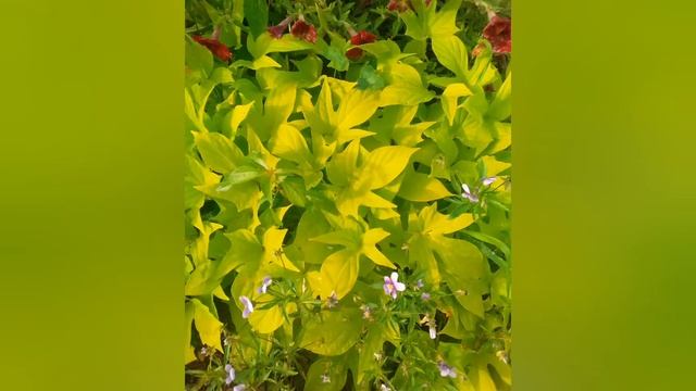 с добрым утром ,, наши дачные цветы??????? смотреть онлайн