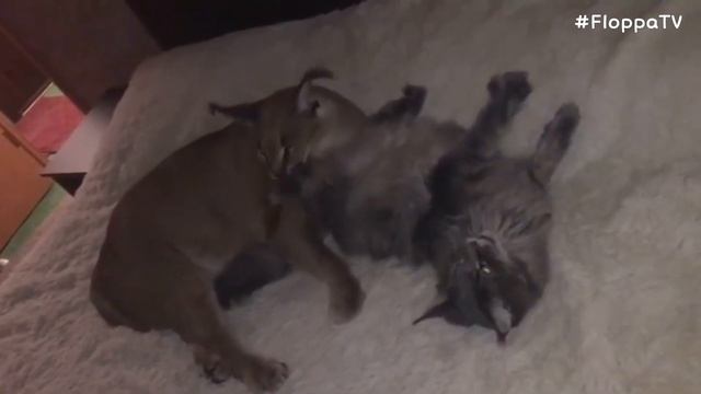 Big Floppa and Justin Grooming Time : Caracal смотреть онлайн