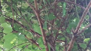 Виноград Амурский черный,дикий, лечебный купите саженцы в питомнике Москве.