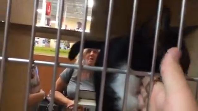 Annie and pet store cats смотреть онлайн