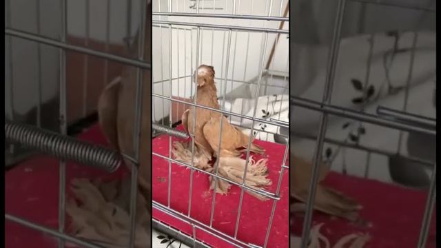ПОЯСНЫЕ ДВУХЧУБЫЕ 24 часа. Узбекские двухчубые голуби. Tauben. Pigeons смотреть онлайн