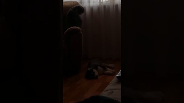 Осторожно собака спит! смотреть онлайн
