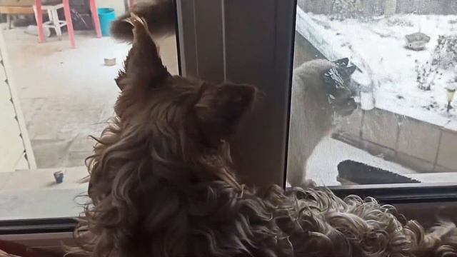 Кот и Собака смотреть онлайн
