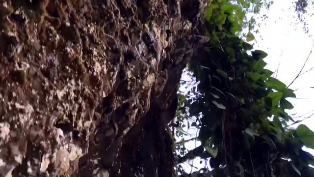 Что посмотреть в Сочи / Ореховский водопад / Экотропа смотреть онлайн