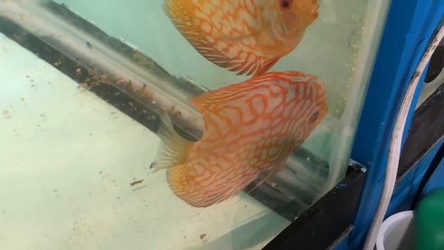 Рыборазводня в гараже, часть 9: нерест дискусов смотреть онлайн