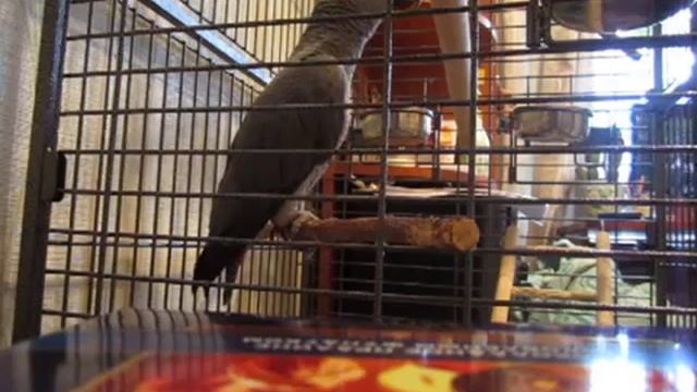 Жако разговаривает в 4 месяца - попугай Мартин смотреть онлайн