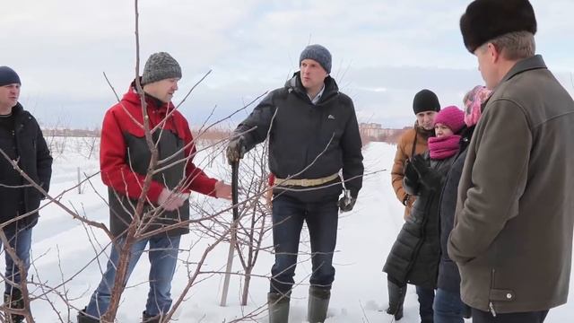 Обрезка вишни и черешни 2019 (мастер-класс). смотреть онлайн