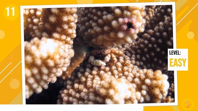Find The Hidden Animals Game | Can you find the camouflaged animal? смотреть онлайн