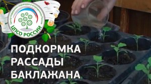 Как и чем подкормить рассаду баклажан. Выращиваем баклажаны.
