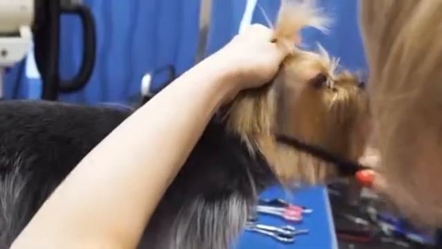 Груминг волшебное искусство смотреть онлайн