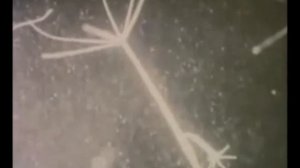 Почкование гидры