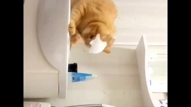 Какого чёрта, хозяин?😼 смотреть онлайн