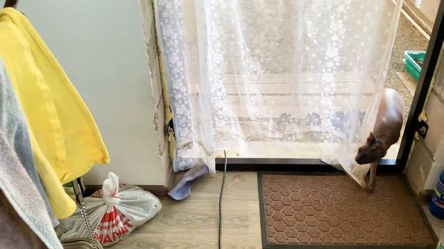 #192 КУПИЛИ ДОМ НА ЮГЕ. Целый день на огороде, сезон открыт. Посадили бахчевые / Жизнь в деревне смотреть онлайн