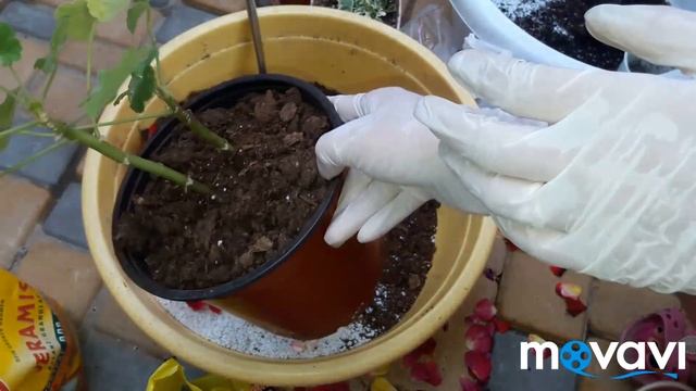 Посадка пеларгонии ??⚘ смотреть онлайн