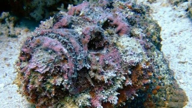 ТОП 10 самых ядовитых животных на земле