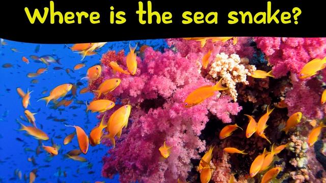 Find The Animal Game | Can you find ALL the hidden animals? смотреть онлайн