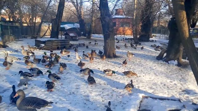 Одесский зоопарк смотреть онлайн