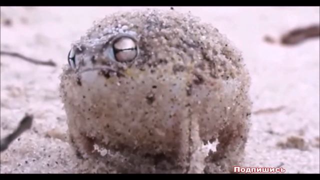 К чему снится ЛЯГУШКА (ЖАБА) | СОННИК смотреть онлайн