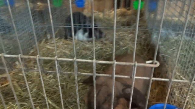 Английские, Мейсенские, Немецкие бараны на Бундесшоу в Германии смотреть онлайн