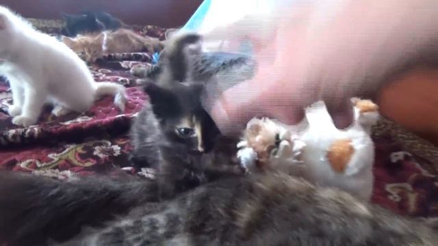 КОТОКОШКА И СЕМЕРО КОТЯТ ◆ ВИДЕООТЧЕТ 29-30.09.2018