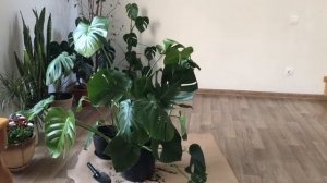 Пересадка большой монстеры (Monstera repot)
