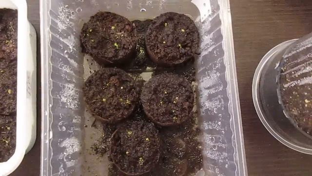 Почему не всходит лобелия в гранулах?Уход за рассадой лобелии.04.04.2019 смотреть онлайн