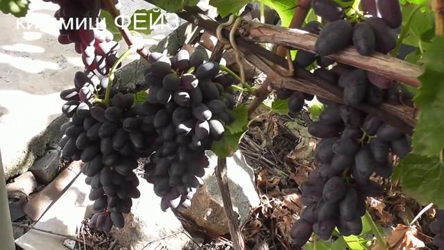 21.09.22г.Белая Акация,Сентябрина,Водограй,Дженифер,к-ш Фейдж,Валек,Ланцелот,Благовест,Крас. стрела смотреть онлайн