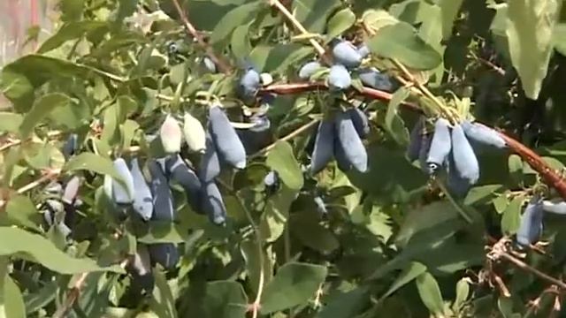 Жимолость Часть 3 смотреть онлайн