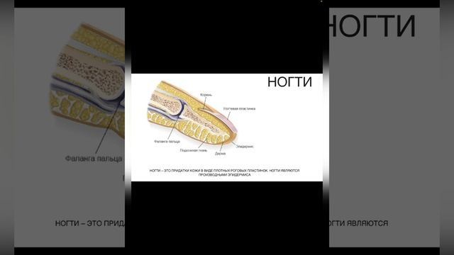 Теория Строение ногтей смотреть онлайн